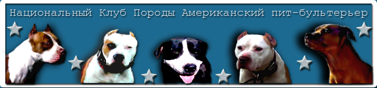 НКП американский пит-бультерьер, питбуль, питбультерьер, пит-буль National Kennel pit bull pitbull terrier